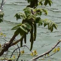 オニグルミ属 晩春～初夏 黄緑色の房状の花