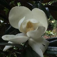 モクレン属 初夏 大きな白い花