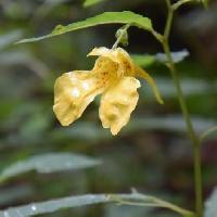 ツリフネソウ属 夏 黄色い花