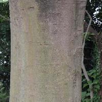 ヤマモガシ属 樹皮は灰褐色で縦方向の皮目