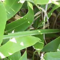 シュロソウ属 幅は１～２ｃｍで細長く平行脈　細長い葉