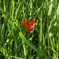 ユリ属 夏に赤橙色の花