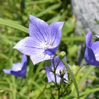 キキョウ属 夏から秋にかけて青紫の花を咲かせる