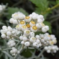 ヤマハハコ属 晩夏～初秋 小さな白い花を茎の先端に多数