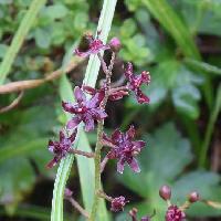 シュロソウ属 夏に紫茶色の６弁花
