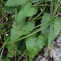 トウヒレン属 葉は細長い三角形で鋸歯