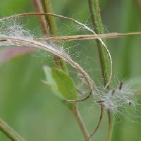 アカバナ属 種子はサヤに入っている綿毛がついていて風で散布される
