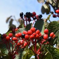 ガマズミ属 秋　赤い実　熟すと黒ずむ　楕円形