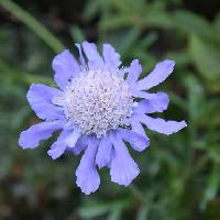 マツムシソウ属 初秋に青紫色の花