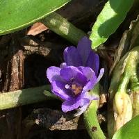 ミズアオイ属 夏から秋にかけて青紫の花を咲かせる