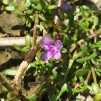 アブノメ属 夏秋 赤紫の極小さな花