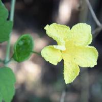 ニガウリ属 夏 小さくて黄色い雄花