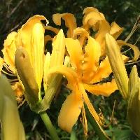 ヒガンバナ属 初秋　黄色い花