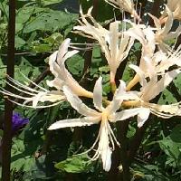 ヒガンバナ属 初秋に白い花