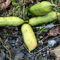 ナタマメ属 秋 太くて長さは数cmの豆