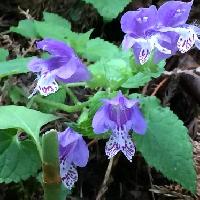 ラショウモンカズラ属 晩春　紫色の斑点のある青紫の花