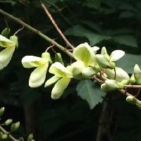 ナツフジ属 夏 白い花
