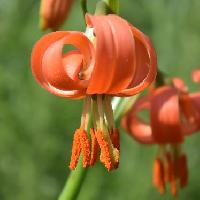 ユリ属 夏に赤橙色の小さな花