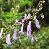 ヤマハッカ属 晩夏～秋　丁子に似た細長い淡紫色の花