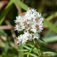 ホソバヤマハハコ