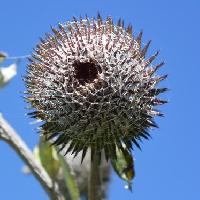 ハバヤマボクチ