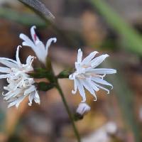 モミジハグマ属 秋に小さな白い花を付ける３っつの小花が集まっている