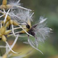 センニンソウ属 秋先端に白い毛の生えた楕円形の小さな黒い種子