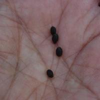 ツリフネソウ属 直径2mm前後の黒い種子