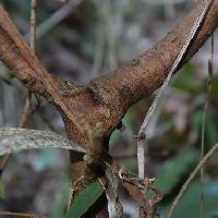ジンチョウゲ属 樹皮は灰茶色で縦に裂ける