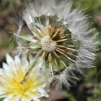タンポポ属 春～初夏　灰褐色で綿毛のある種子