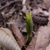 ツクバネソウ属 春　黄緑色の新芽