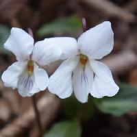 スミレ属 晩春に白から薄紫色の小さな花