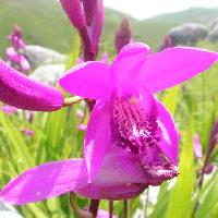 シラン属 春 赤紫色の花