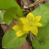 オカトラノオ属 春～初夏 小さな黄色い花