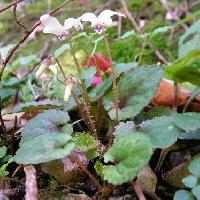 スミレ属 コミヤマスミレ