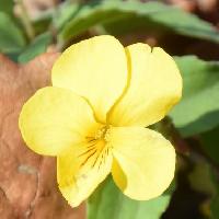 スミレ属 晩春　黄色い花