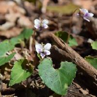 スミレ属 ヒメミヤマスミレ