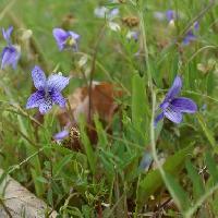 スミレ属 アリアケヒメスミレ