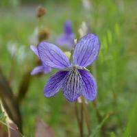スミレ属 春に紫条の多い青い花