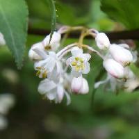 ミツバウツギ属 晩春～初夏 小さな白い花