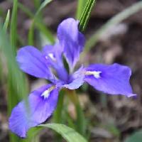 アヤメ属 晩春に青紫色の花