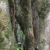フサザクラ属 樹皮は白く褐色の斑点が散在する
