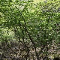 クロウメモドキ属 クロウメモドキ