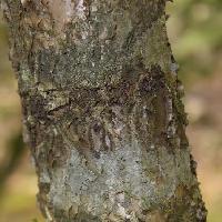 クロウメモドキ属 樹皮は銀灰色で薄くはがれる