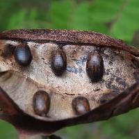 ジャケツイバラ属 秋 茶褐色に熟す楕円形の豆