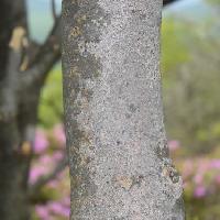 ドウダンツツジ属 樹皮は灰色で茶色の斑紋