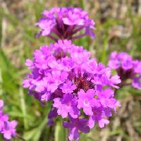 クマツヅラ属 春夏秋　小さなピンク赤紫の花