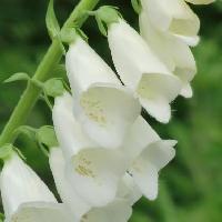 ジギタリス属 晩春から初夏に袋状の白い花