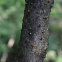 アワブキ属 黒褐色の樹皮に茶褐色の皮目