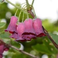 ヨウラクツツジ属 晩春～初夏 小さな釣鐘状の赤紫色の花